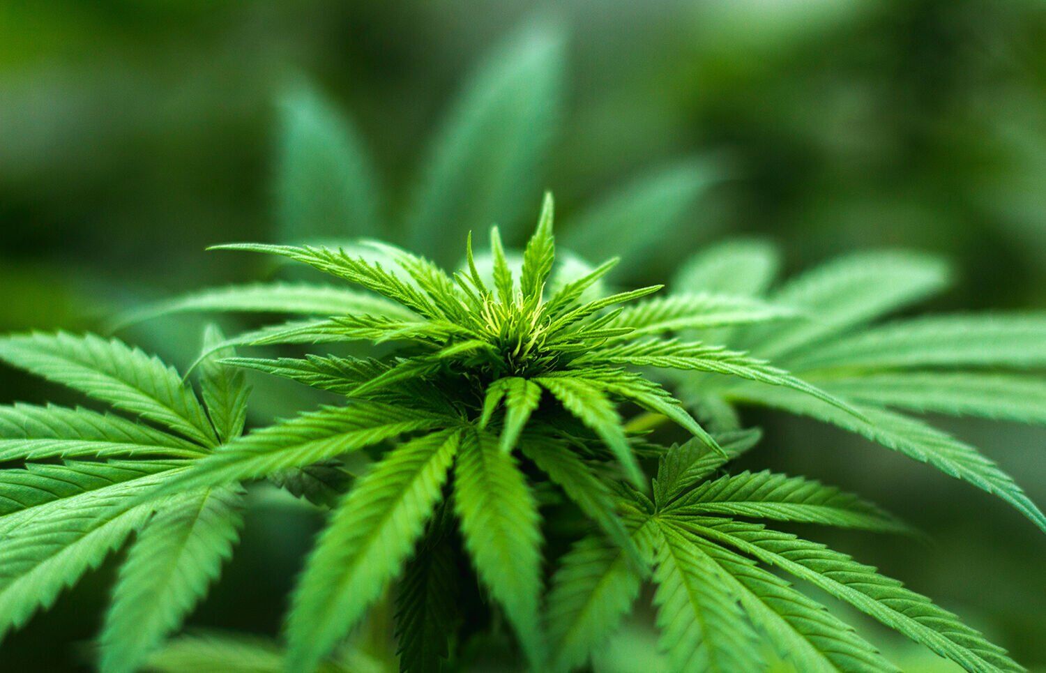 Cannabis plant